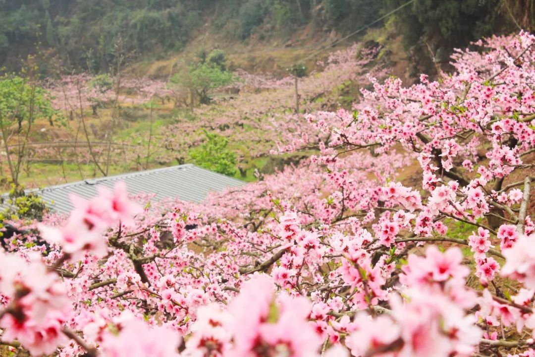 桃花最新地址的探索之旅