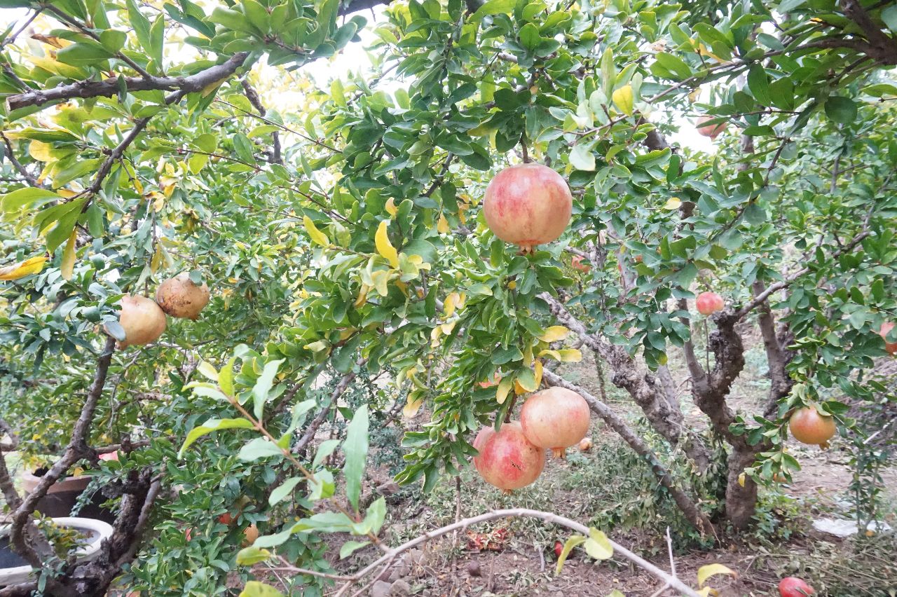 草社区榴2017，探索与思考的旅程