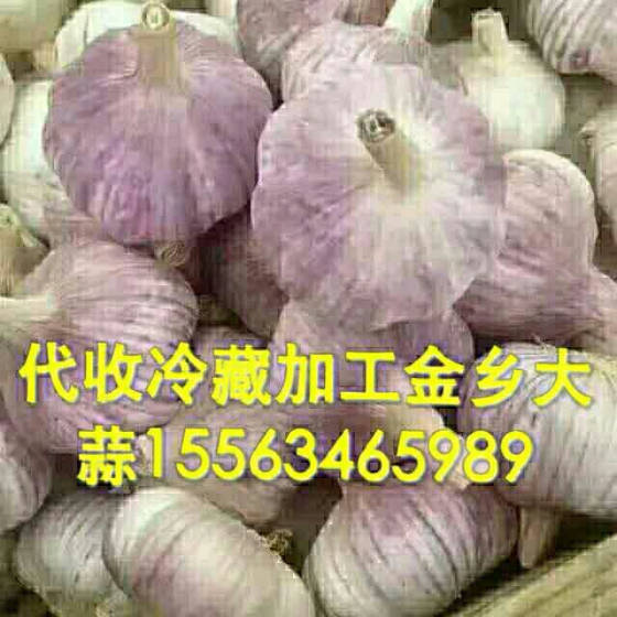 金乡大蒜，最新价格行情与市场动态分析