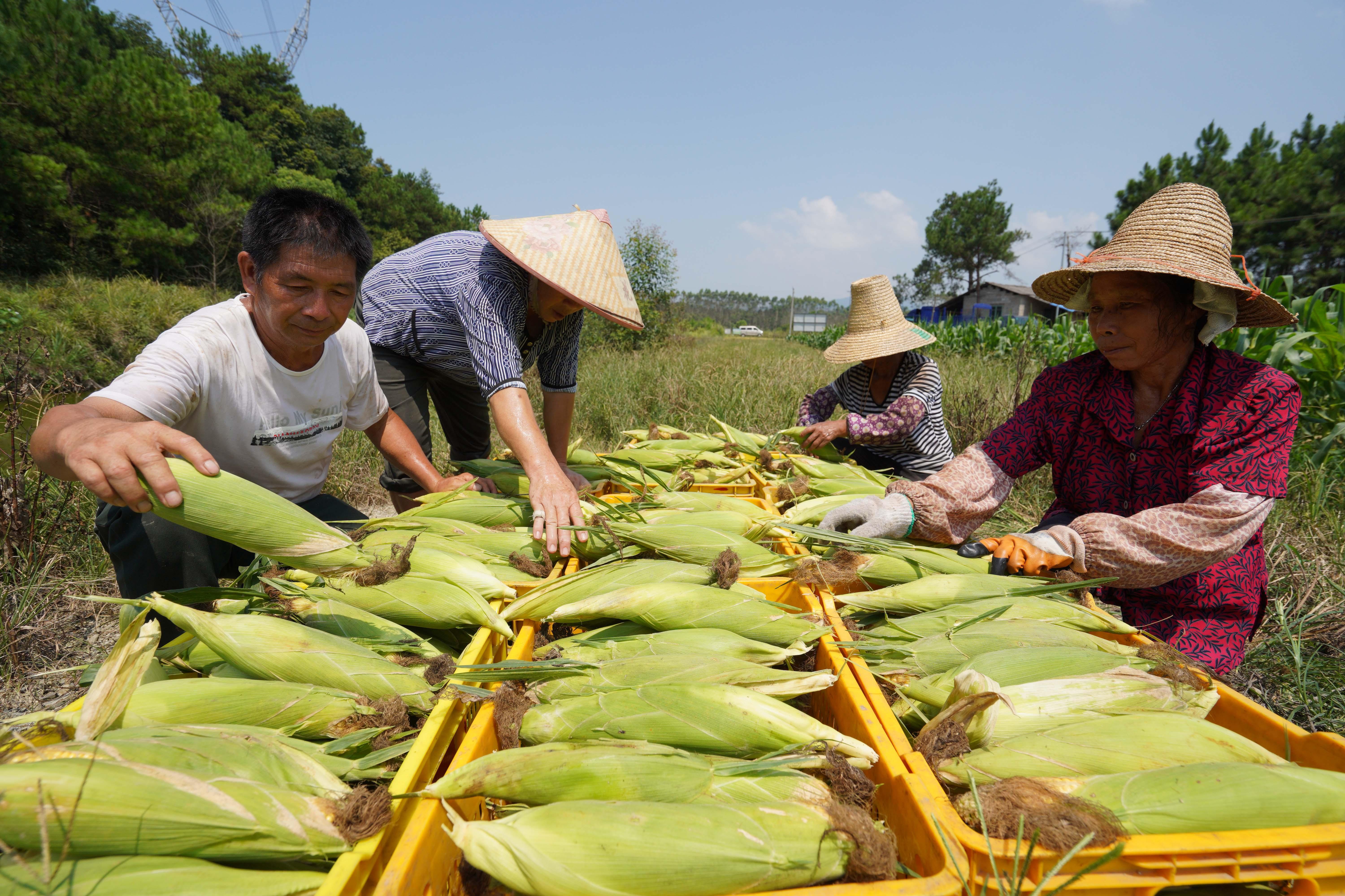 广西玉米价格最新行情分析