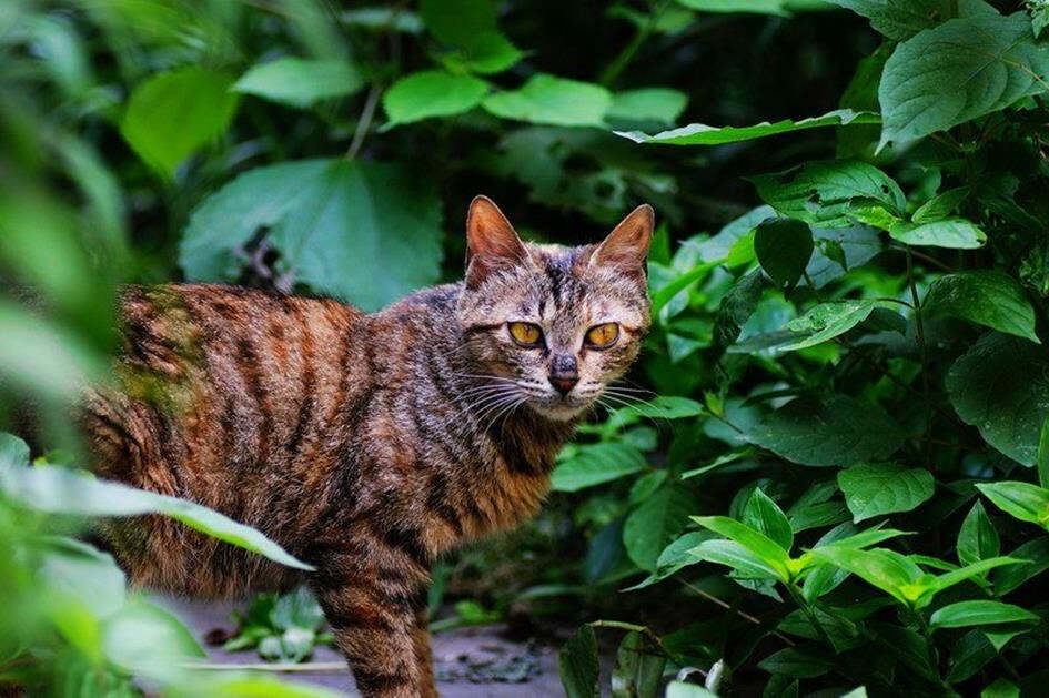 云猫在线，智能生活新境界探索者