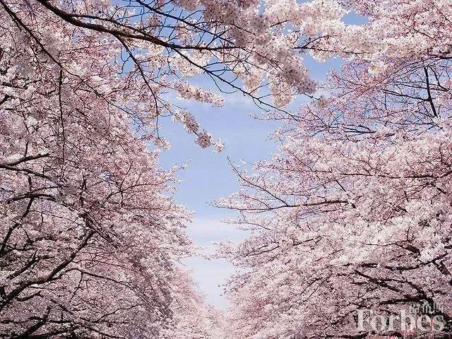 探索数字时代的樱花浪漫，最新版宅樱之旅